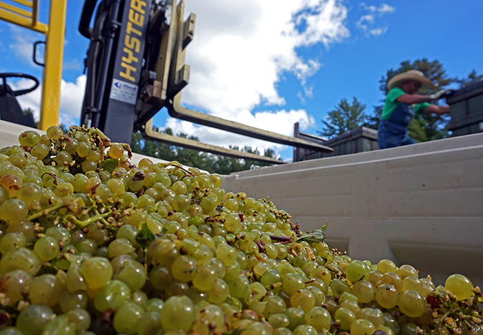 view from the grape bin